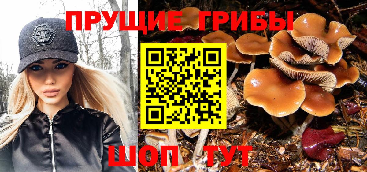 Галлюциногенные грибы прущие грибы  Вход с VPN  Осинники  Псилоцибиновые грибы MAGIC MUSHROOMS 